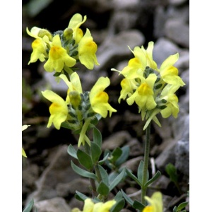 Linaria tonzigii